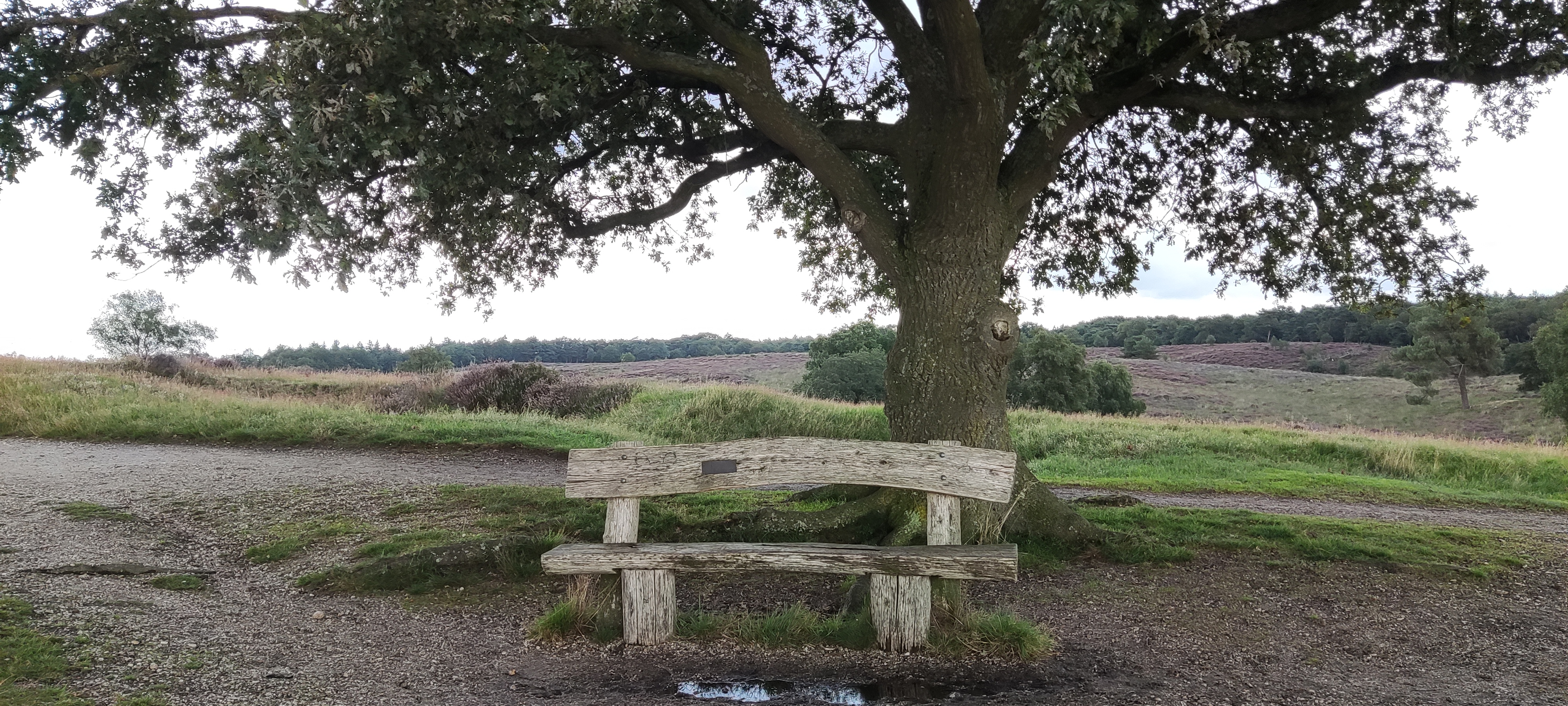 Foto van het bankje dat onder de boom staat bij het uitzichtspunt met de heide op de achtergrond.   