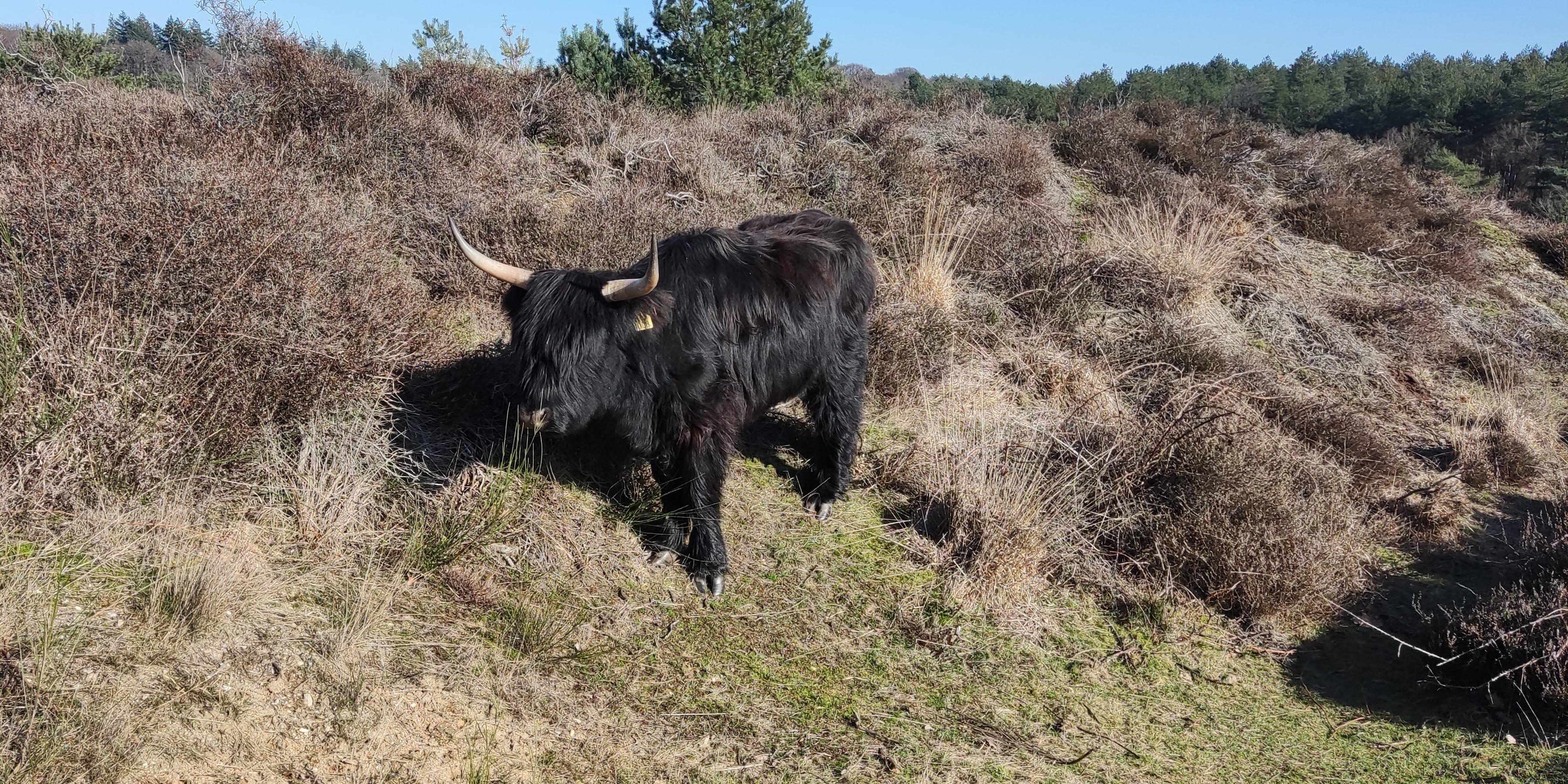 Schotse hooglander tussen de heide 